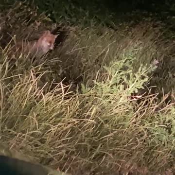 2 foxes looking for dinner