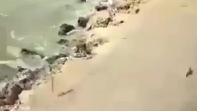 the fish comes out of the water