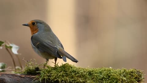 Cute Birds /Cute animals