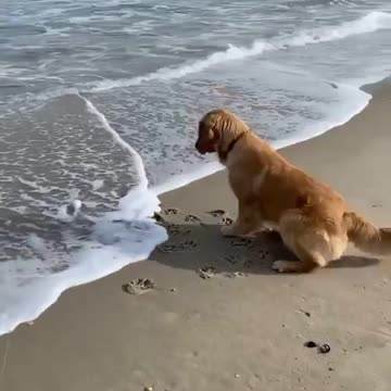 Dog playing on the beach. the ball. sand. plank. Fun too.
