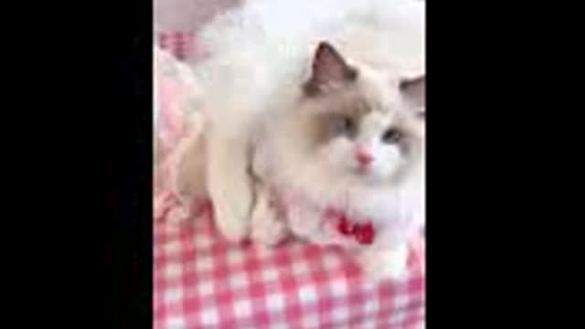 Cute cat video #1