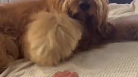 Dog loves holding his dad’s hand #goldendoodle #dogdad #cute