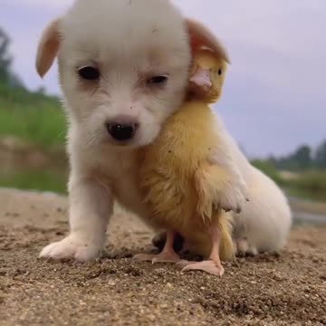 Pet Cats Beautiful Bird And Animal 4K HD Adorable Photography By Nature.