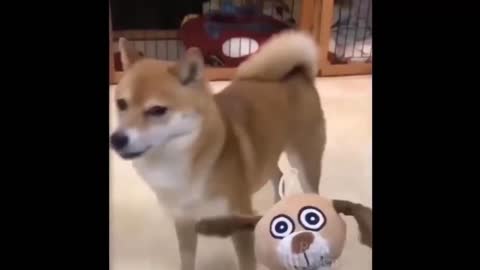 Funny animal video - 2021