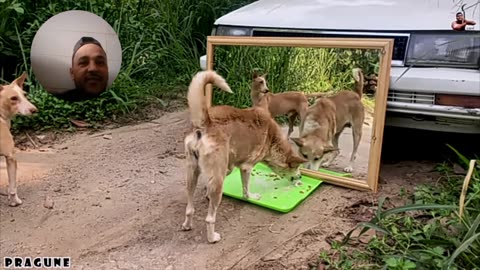 Dogs vs mirror