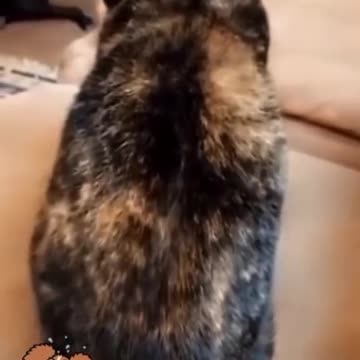 I am a dog, but you may not be human