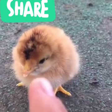 Cute chick chicken