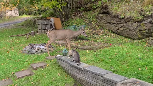 My Cat and a Wild Deer