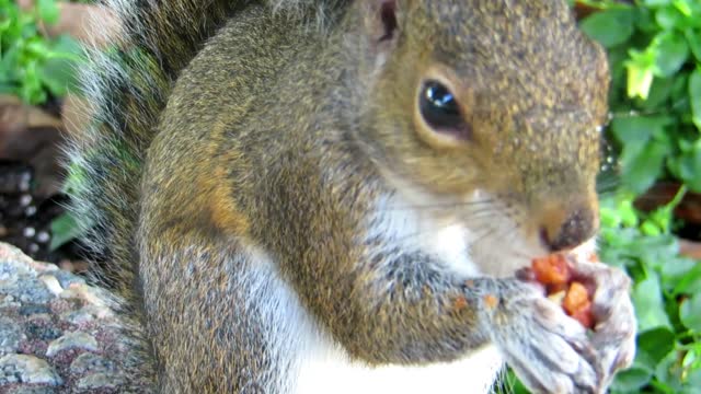 A hungry squirrel😍😍😍😍😁😁😁👍👍👍