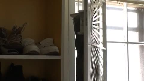 Fat cat fail climb window