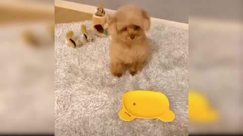 Cute and Funny Baby Dog Compilation #002