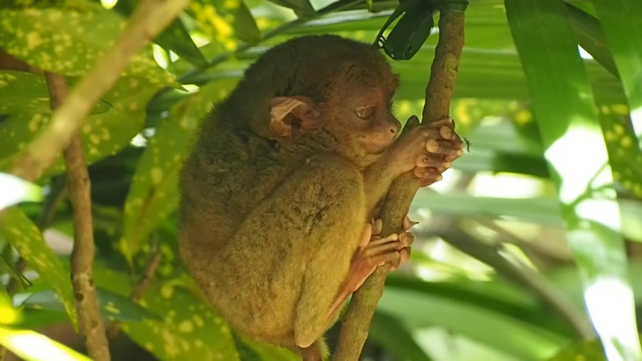 Tarsier