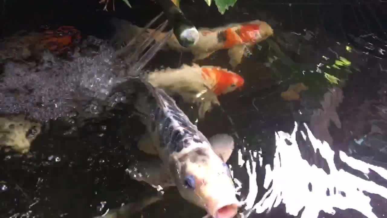 the greedy fish eats