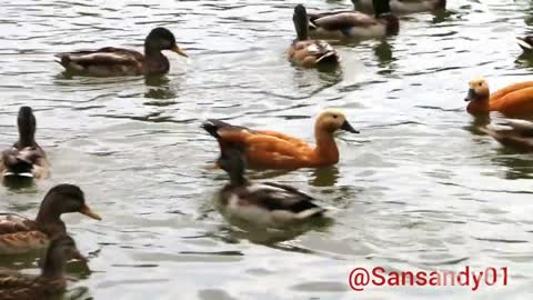 Hindi Classics 🎸🎸 O' HANSINI🦆🦆🦆MERI HANSINI