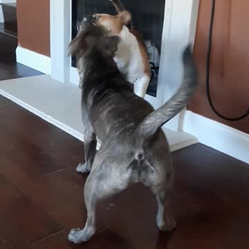 Claire Bear and Tucker Carlson Play