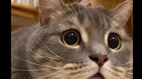 "A Compilation of Adorable Cat Moments"