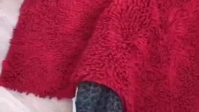 Cute cats video 🤩🤩🤩#short video
