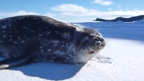 Beautiful Weddell Seal Yawning and Eating Snow in Antarctica [Animals in HD]