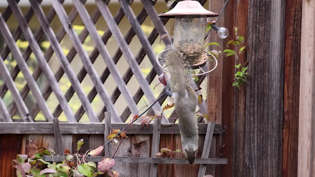 Squirrel is up for the challenge