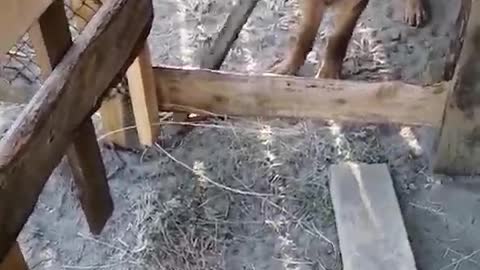 Who let the dog out?