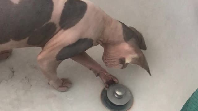 Sphynx loves getting into trouble