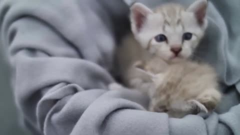 Baby kittens Videos 😍