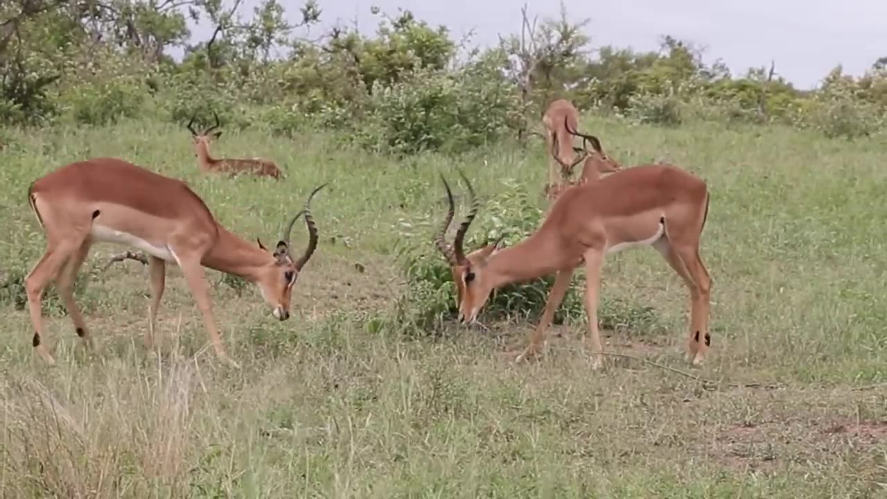 Impala Rams fighting.