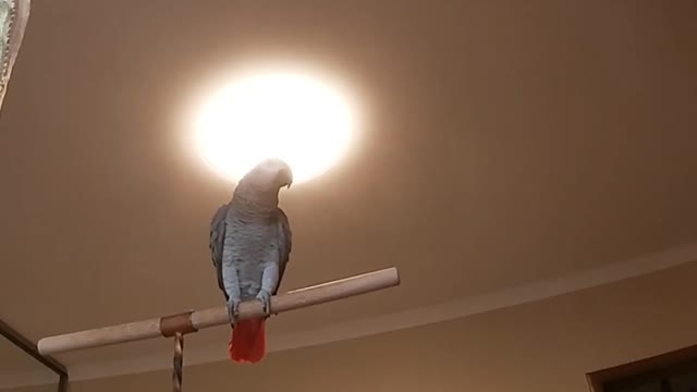 The parrot talks and sings because his mood is happy today