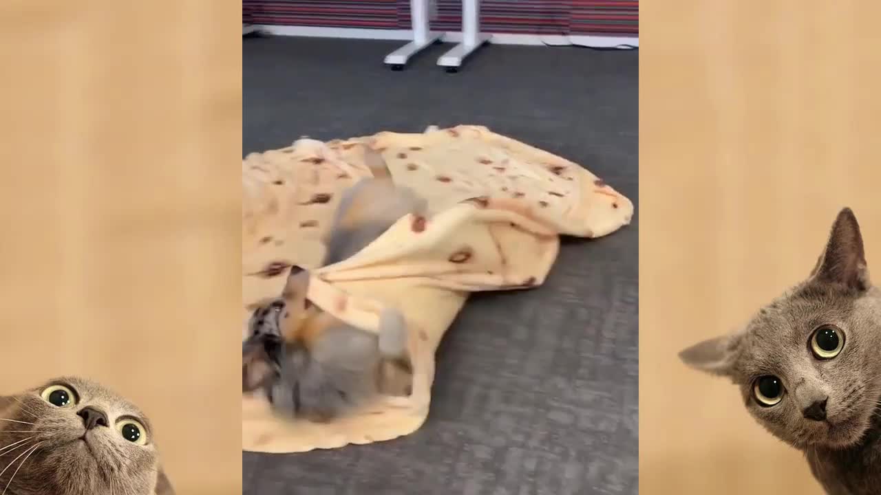 The first BURRITO DOG ever