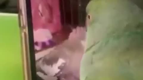 A bird addicted to tiktok