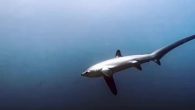 Diver take Moments with thresher sharks