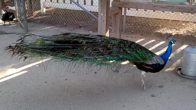 Peacock at Emma Prusche