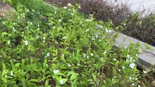 Plants and flowers