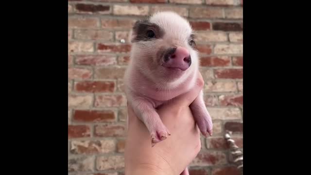 Funny little pig