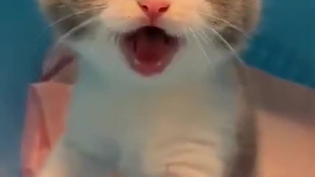 omg so cute and funny cat videos