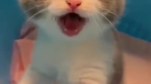 omg so cute and funny cat videos