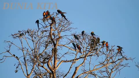 Beginilah Kehidupan Ribuan Burung Macaw di Habitat Aslinya funy tv2