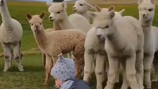 Alpacas are the cutest animals