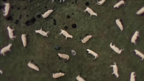 Another Amazing Video Of Truth