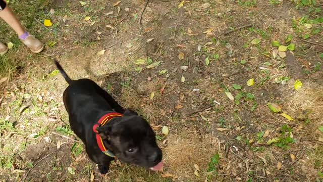 Staffordshire bull terier loves birds