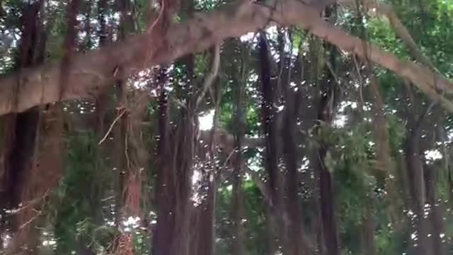 Banyan trees with beards