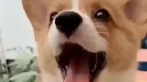 Best Funny Animal Videos 2022 😺 Funny Dog Videos 2022 😁 Funniest Dog Videos 😁😇