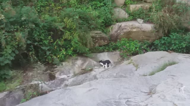 A black-spotted cat looking here and there to swim in a mountain valley