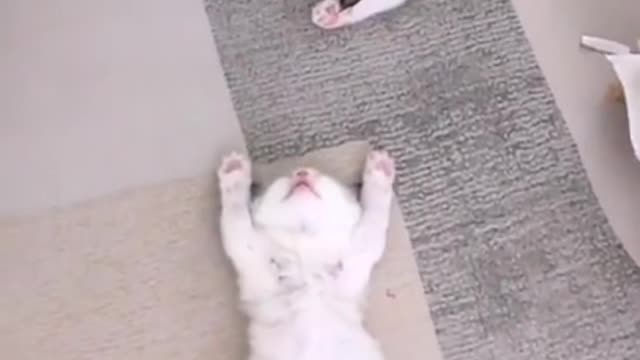 Cute and Funny Baby Cat Videos