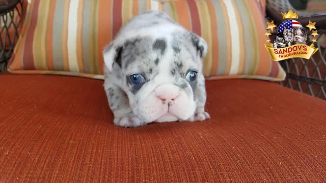 Blue Tri Merle Girl English Bulldog Puppy