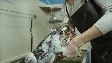 The dog shower is cute & funny