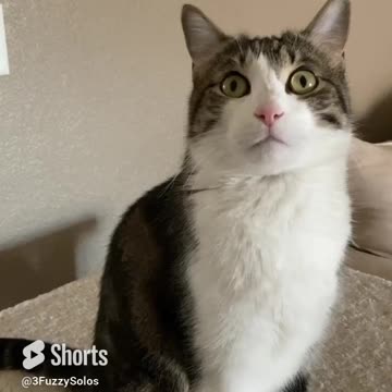 Han’s reaction after I told him he’s adopted #CatFunny #AdoptDontShop