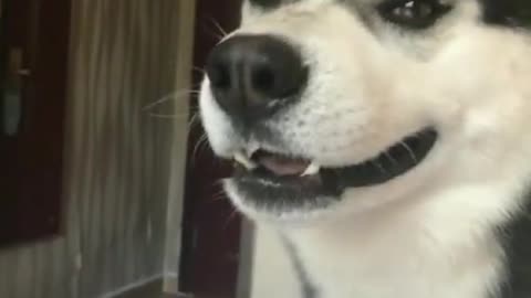 It actually ran away with the girl