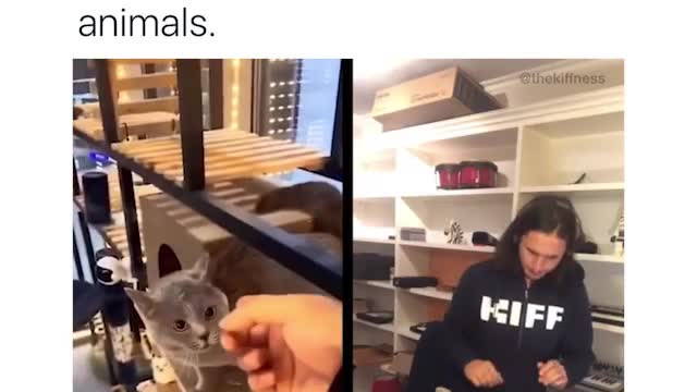 Beautiful song composed by cat and human