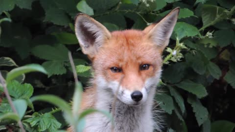 Garden Fox